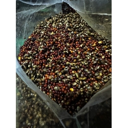 HEMP / RAPE - konopie, rzepik - 1,6kg