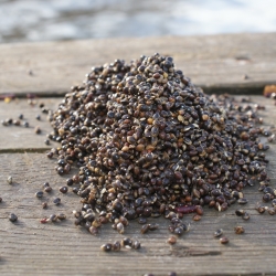 HEMP - konopie - 1,6kg