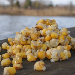 MAIZE 100% - kukurydza 100% - 5x1,8kg
